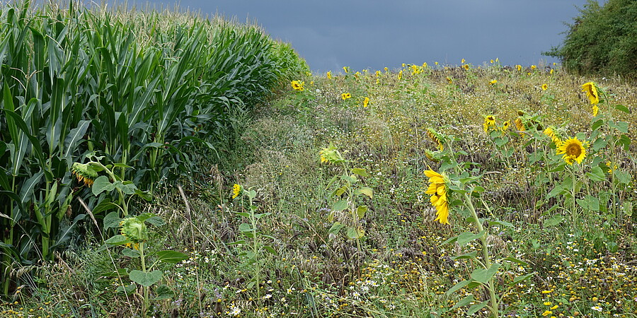 Blick auf ein Maisfeld, links im Bild. Auf der rechten Bildseite blickt man auf eine extensive Bepflanzung mit Sonnenblumen, Phacelia und anderen Wildpflanzen.acker mit Sonnenblume, Pacaliea