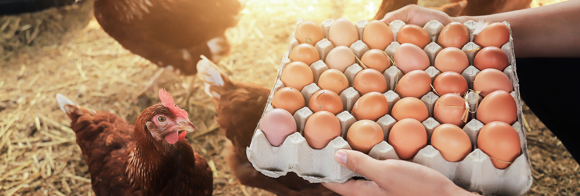 Eier direkt aus dem Hühnerstall