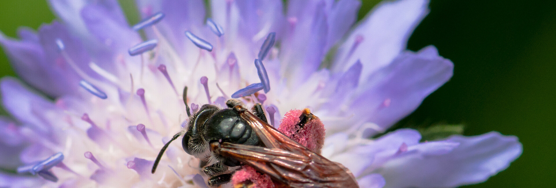 Wildbiene auf violetter Blüte