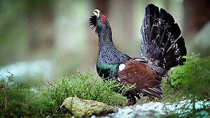 Auerhuhn im Wald Auerhuhn ruft im Wald