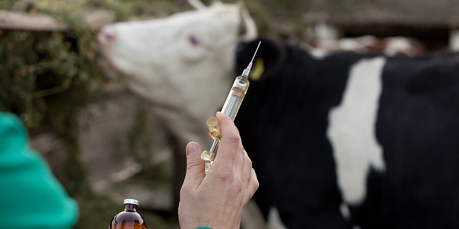 Ein Tierarzt hat eine Spritze in der Hand. Im Hintergrund sieht man die Kuh.
