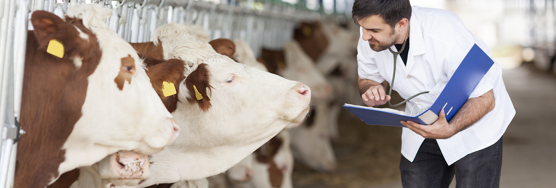 Tierarzt untersucht Kühe