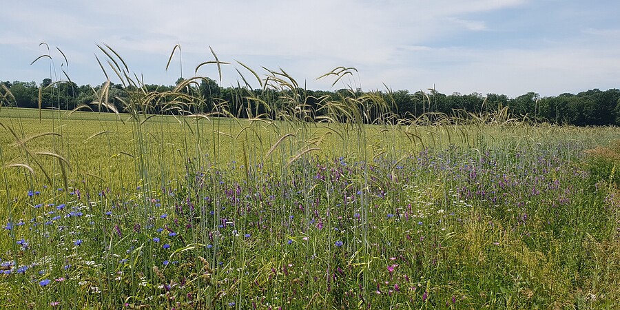 eine buntblühende Fläche entlang eines Feldes, ein so genannter Ackerrandstreifen ohne oder mit Einsaat von ein- und mehrjährigen Blühmischungen