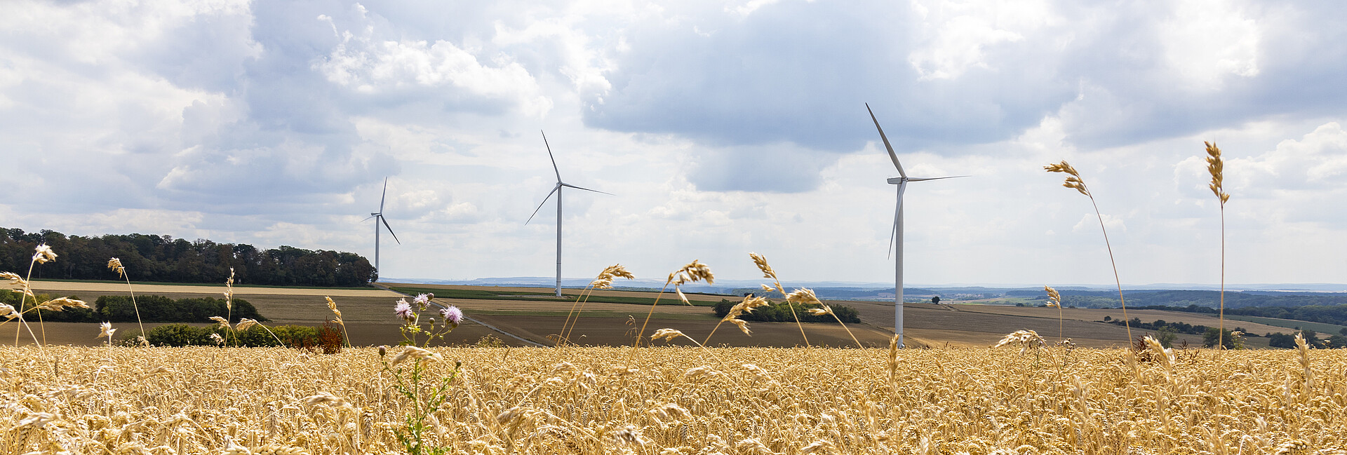 Windkraft mit Unternutzung Getreidefeld Windkraft mit Unternutzung Getreidefeld
