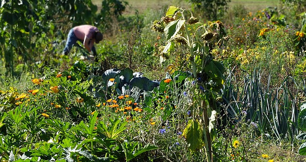 Das Foto zeigt eine Ackerparzelle auf der eigenes Biogemüse und Blumen angebaut werden. Eine Person arbeitet auf der Parzelle