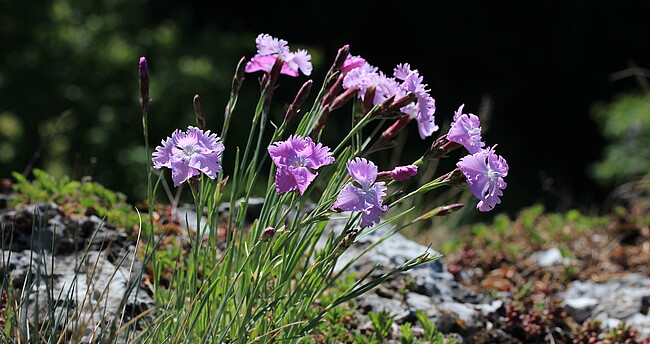 Das Bild zeigt eine Pfingst-Nelke Das Bild zeigt eine Pfingst-Nelke