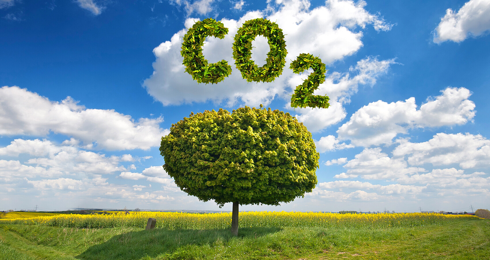 Bild zeigt einen Baum mit der Überschrift CO2