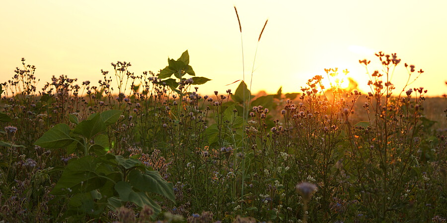 Blick auf eine Ackerfläche im Sonnenuntergang mit blühender Phacelia, Sonneblumen und anderen Wildblumen
