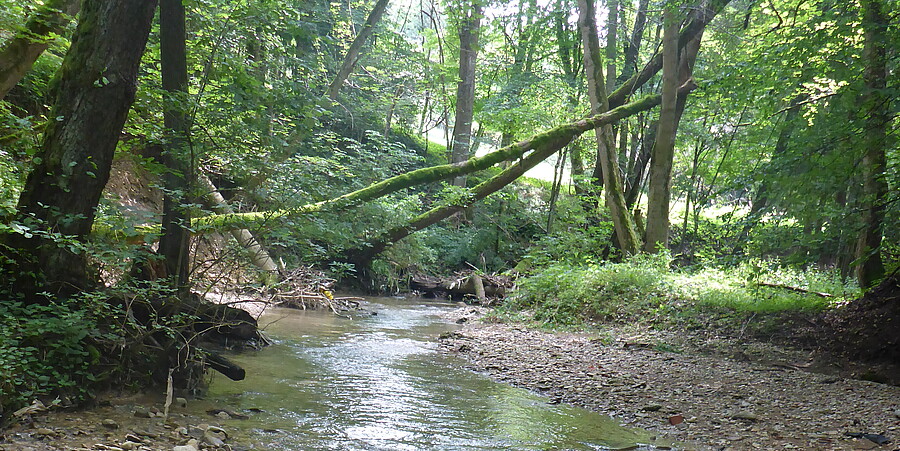 Blick auf einen kleinen Fluss, der umgeben von Bäumen ist