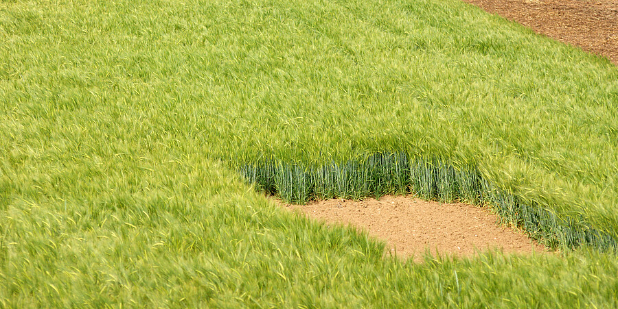 In einem Getreidefeld blickt man auf zwei quadratisch ausgeschnittene Flächen, auf denen Feldlerchen brüten können.